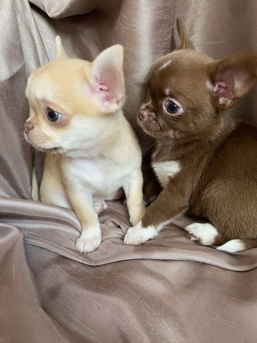 Чихуахуа щенки  , чишки