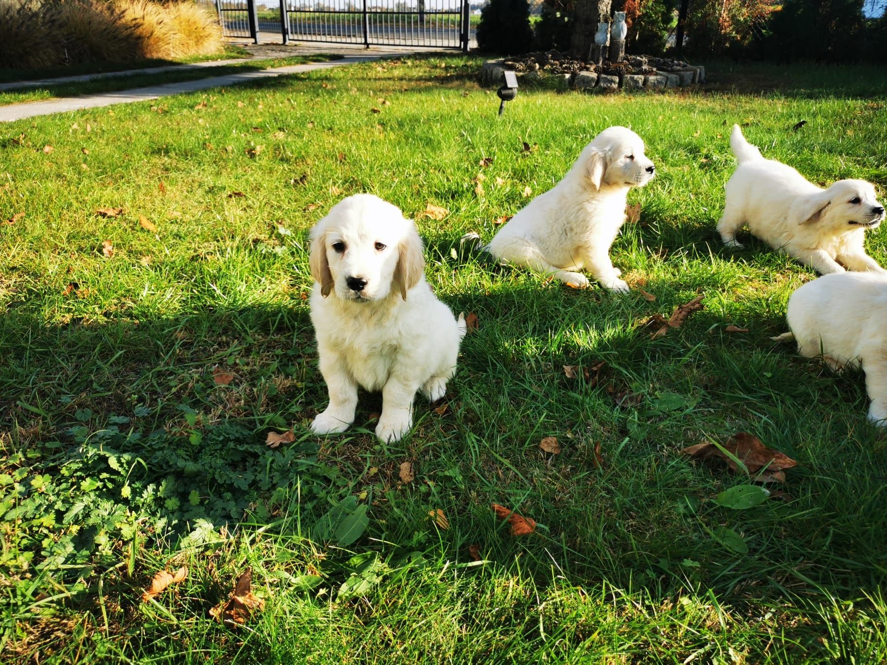 Golden retriever