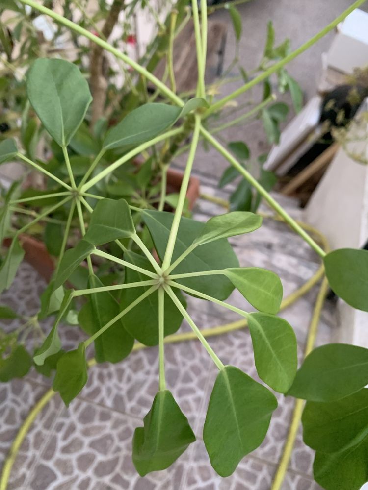 Vendo esta enorme planta ornamental com grande vaso de barro