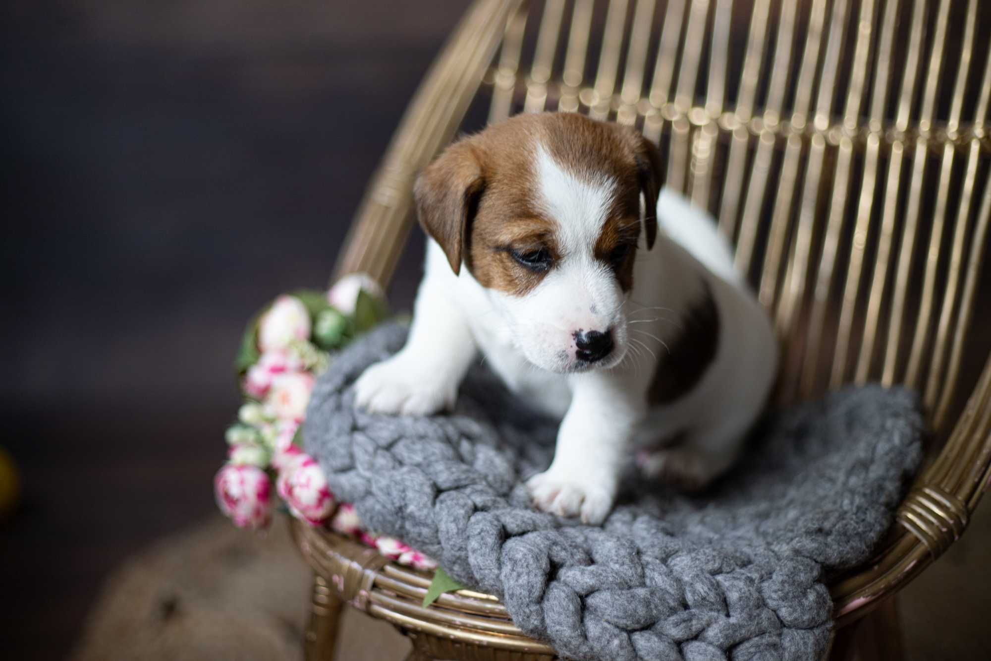 Gładkowłosy piesek Jack Russell Terrier FCI