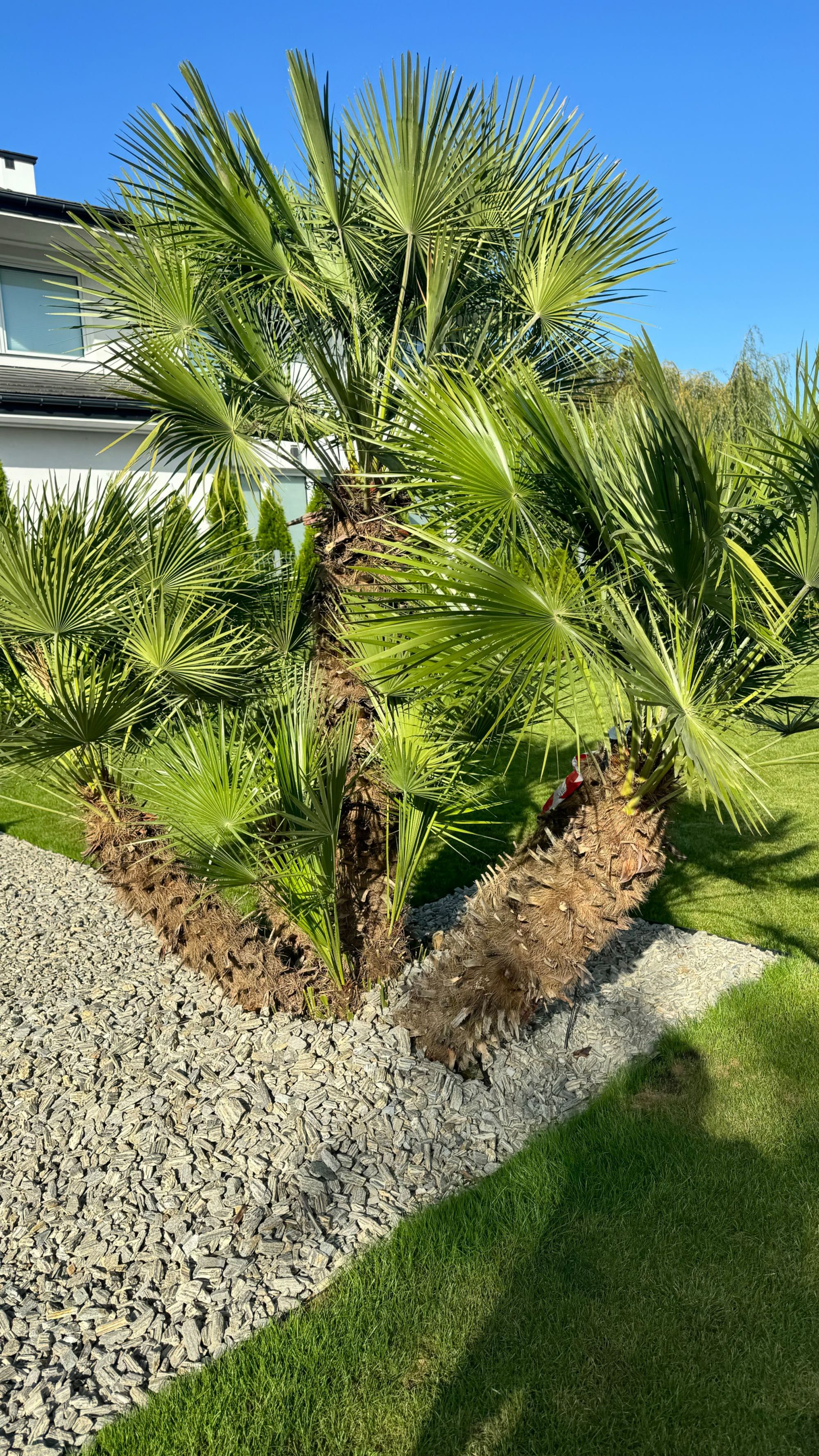 Chamaerops humilis Karłatka niska GIGANT 300 cm 5-8 GŁÓW PALMA