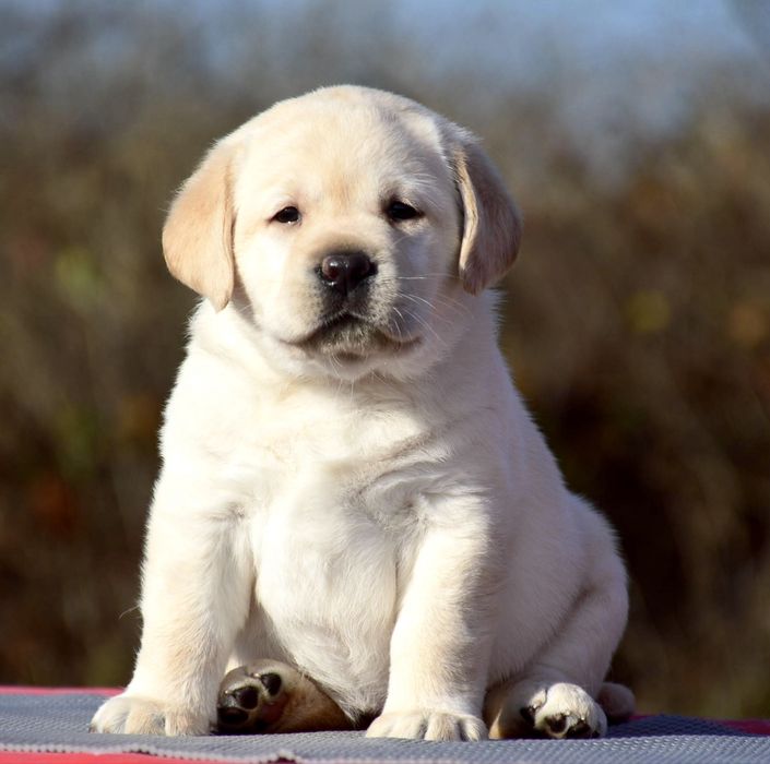 Щенки от выездной импортной вязки! Лабрадор ретривер