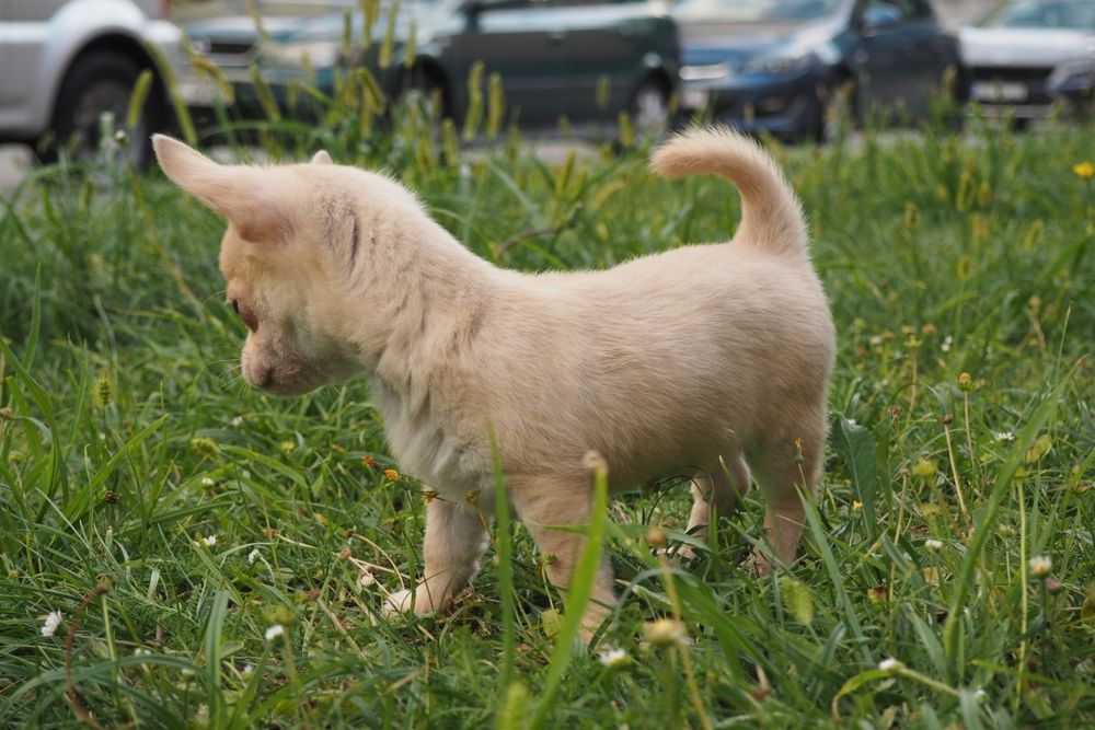 Szczeniak Chihuahua