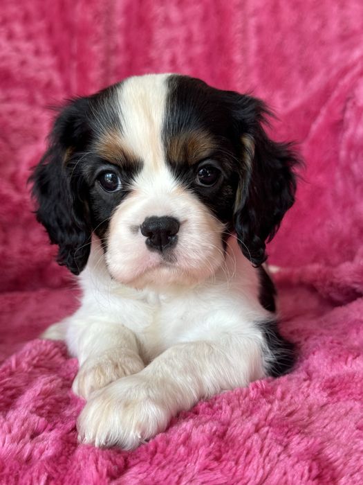 Sunia - Cavalier  King Charles Spaniel