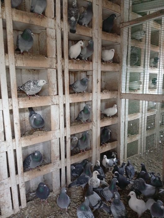 Gołębie pocztowe sprzedam