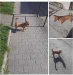 Oddam Suczke w dobre rece