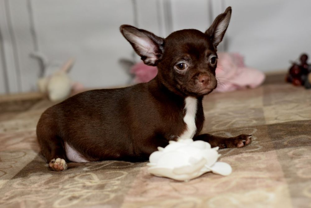 Мальчик чихуахуа