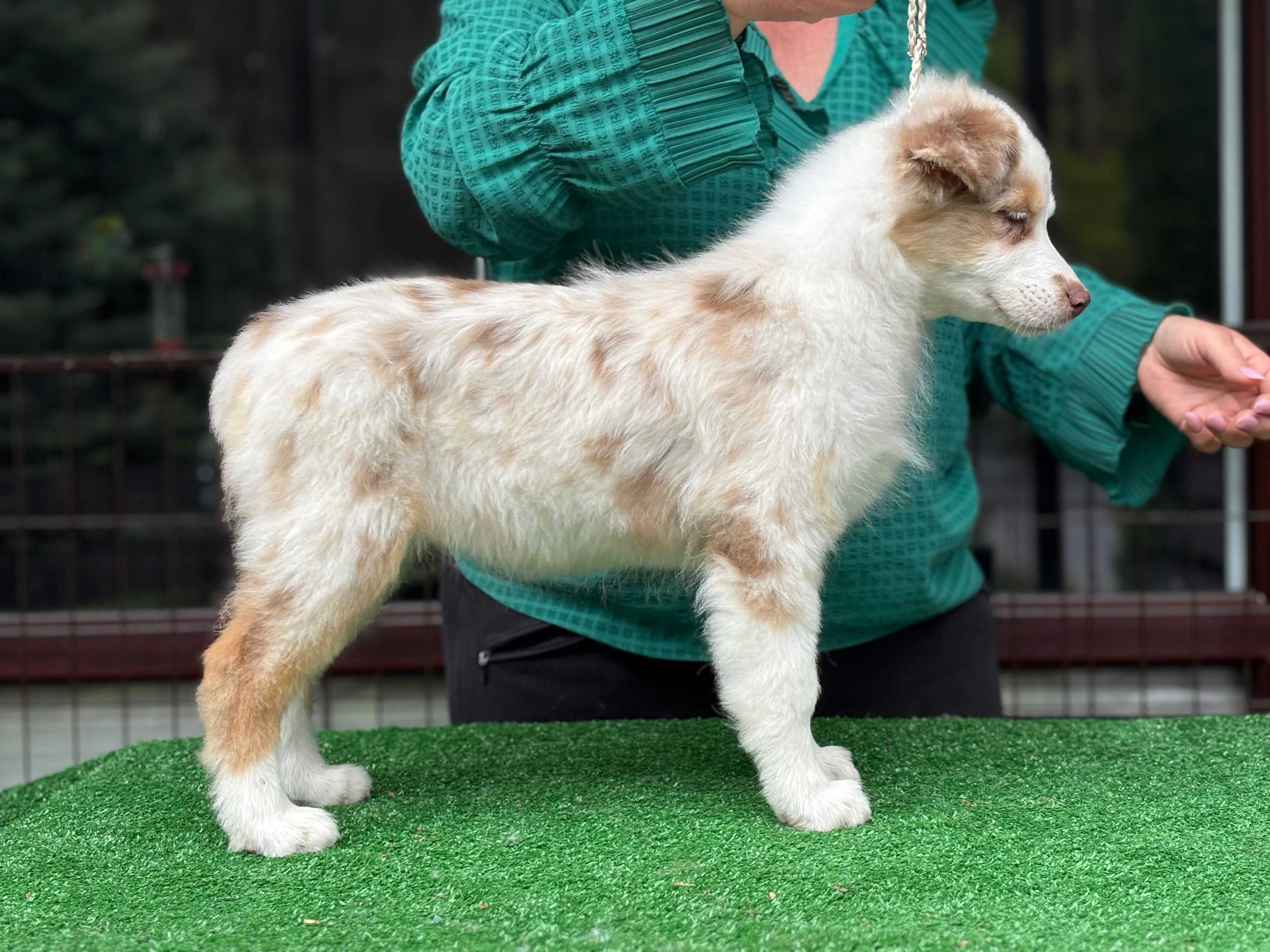 Owczarek australijski Aussie red merle niebieskie oczy