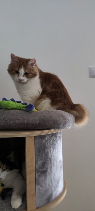 Miniaturowy ryś. Kurylski bobtail kot z ogonem pomponem.