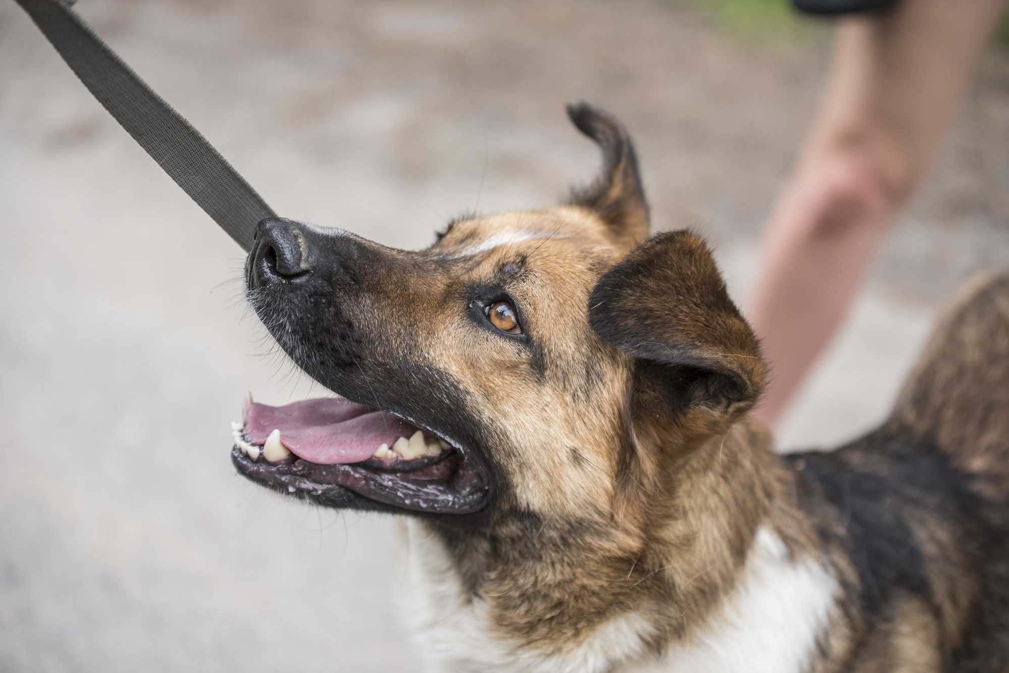 Stich - pięknie umaszczony, posłuszny, cudowny psiak do adopcji