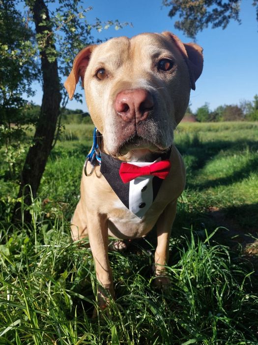 Teodor- łagodny domowy pies szuka rodziny do pokochania