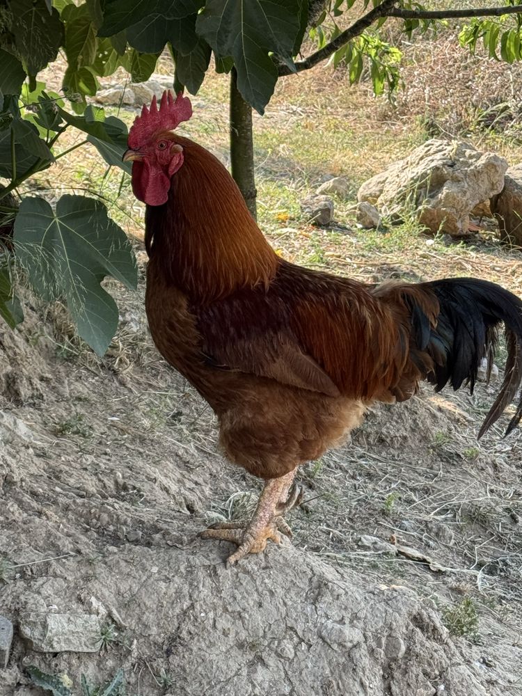Galo adulto disponivel