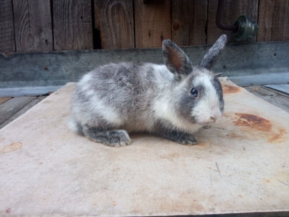 Sprzedam dwa króliki miniaturki