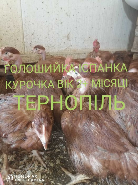 Курочка Голошийка Іспанка червона