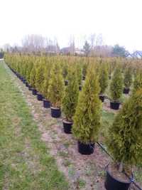 Tuja Thuja szmaragd doniczka 12l do 140cm  35 zł