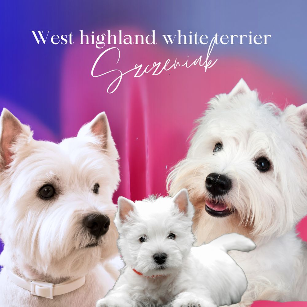 West highland white