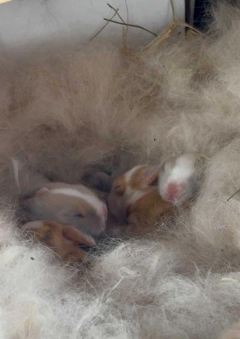 Coelhos mini toy teddy