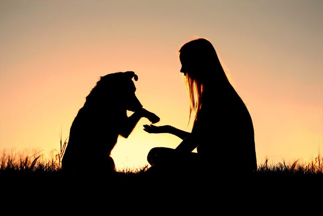 Szkolenie psów, pomoc behawioralna dla psów