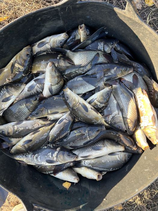 Ставковий зарибок різний