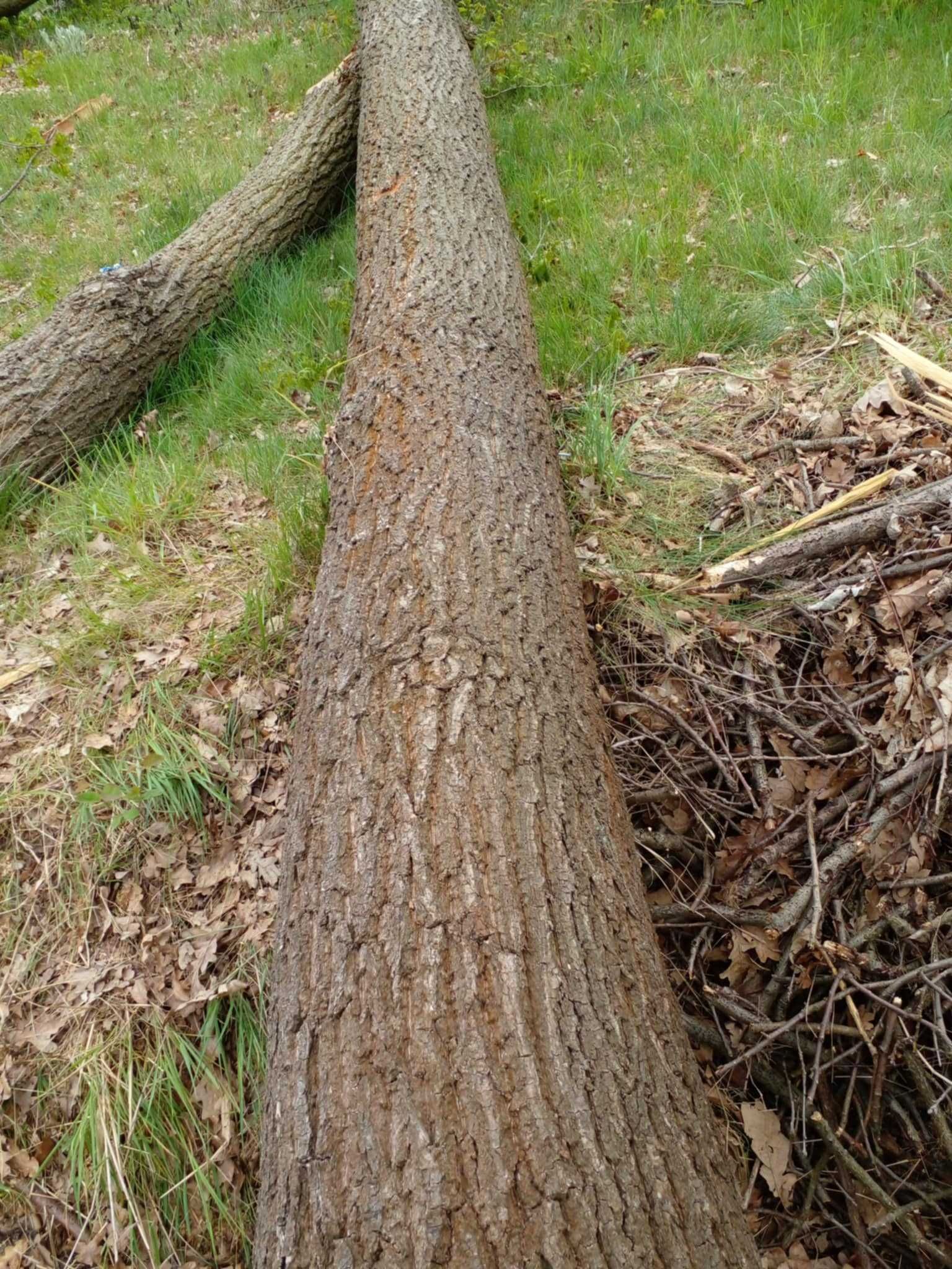 Drzewo dąb w klocku
