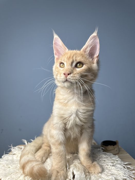 Котенок для семьи очень ласковый мальчик мейн кун