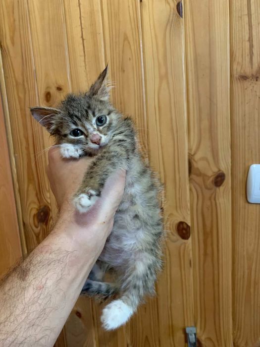 ДІВЧИНКА (1,5міс) шукає РОДИНУ!