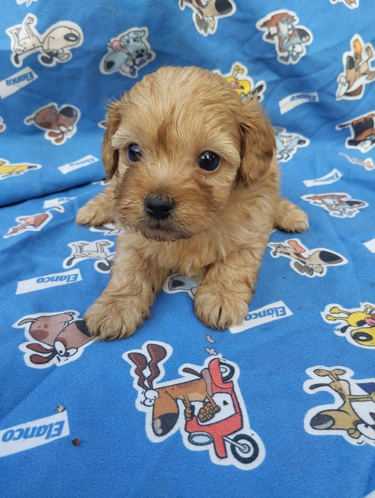 Cavapoo suczka cavapoo f1b ( nie maltipoo maltańczyk pudel cavalier)