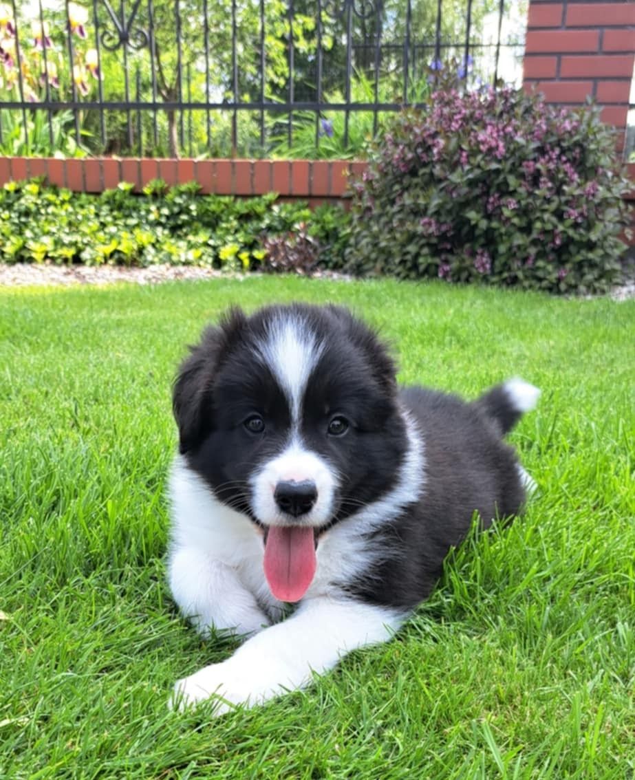 Szczenięta Border Collie