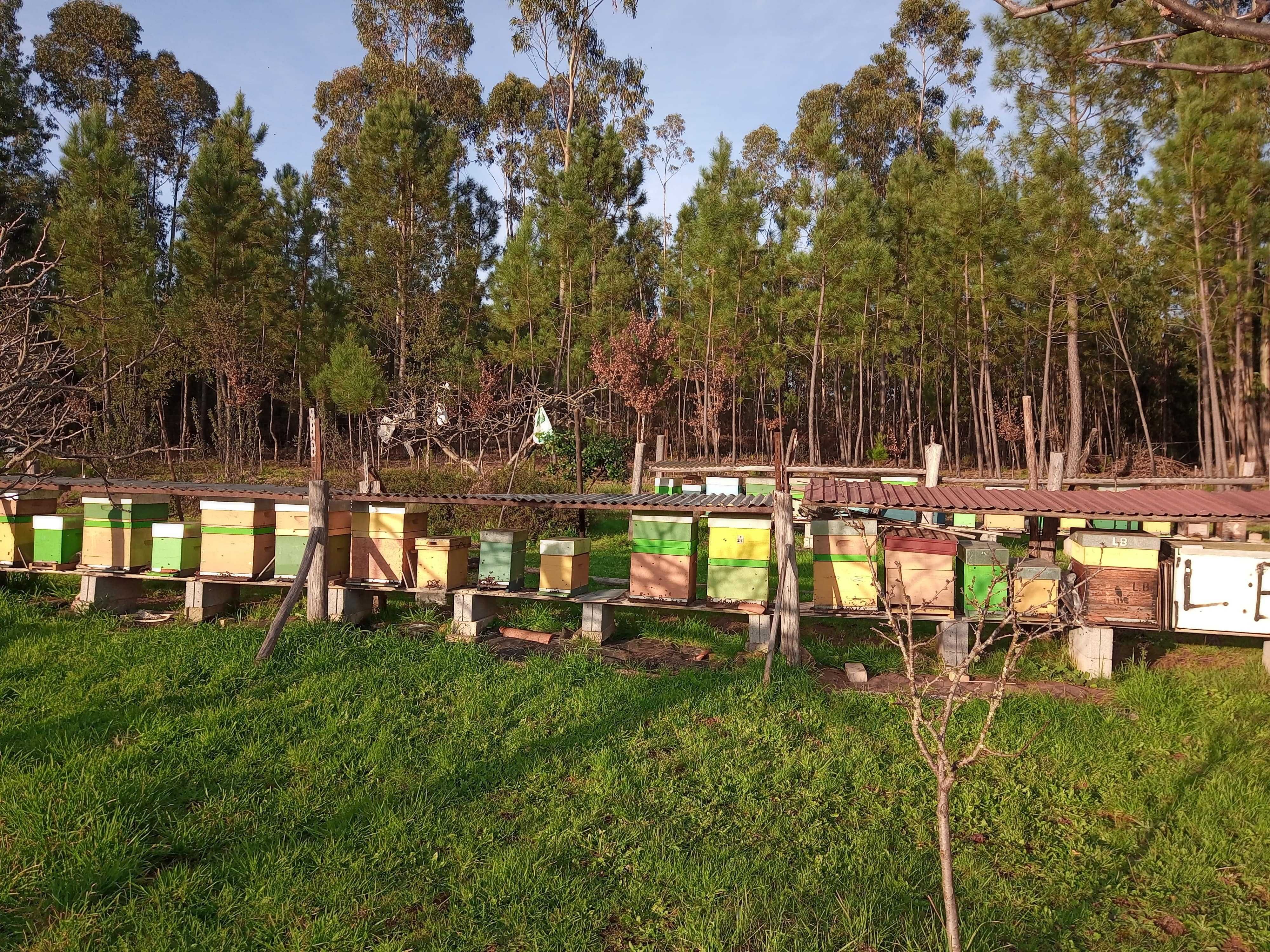 Enxames de abelhas com 5 quadros