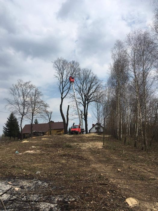 Wycinka i przycinanie drzew Darmowa wycena !!!