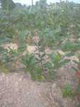 Sadzonki aronia, aroni  galicjanka wegetatywne