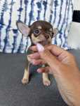 Sinia czekoladowa chihuahua