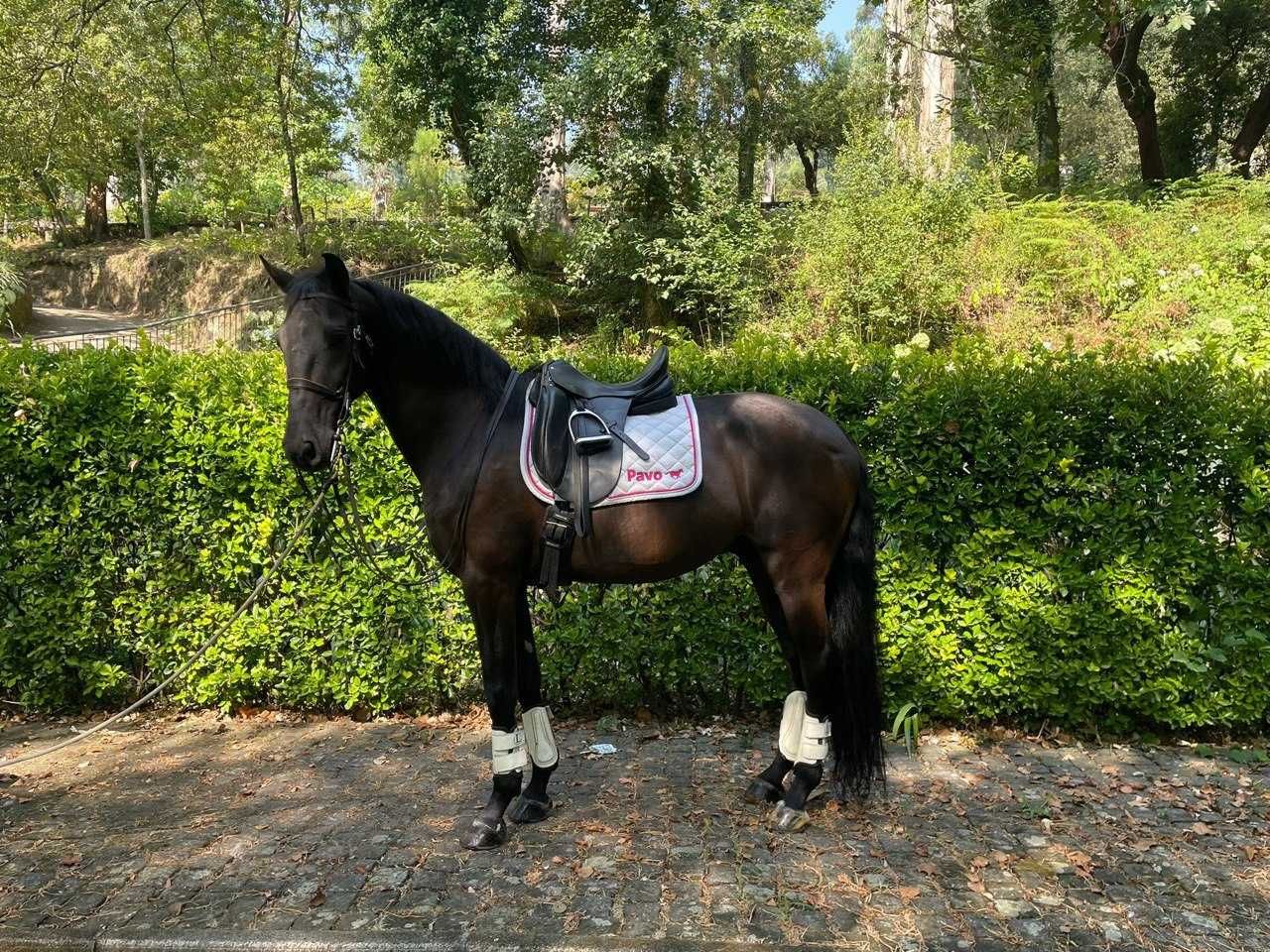 Cavalo - “Lisboa”
