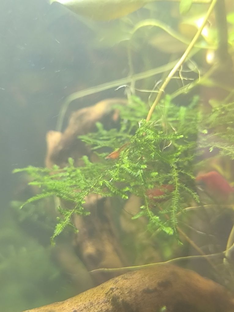 Camarão neocaradina Red