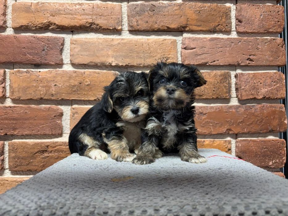 Yorkshire terrier piesek lub suczka sliczny