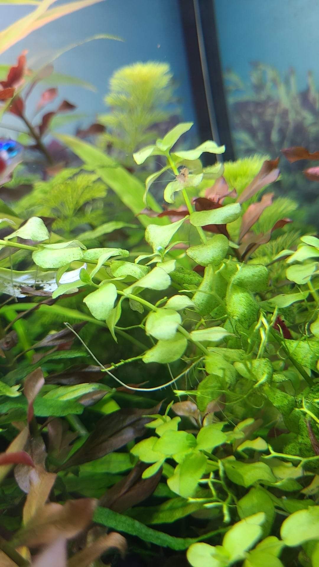 Lobelia cardinalis