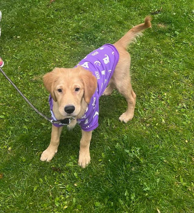 oddam Golden Retriver 4,5 miesiaca