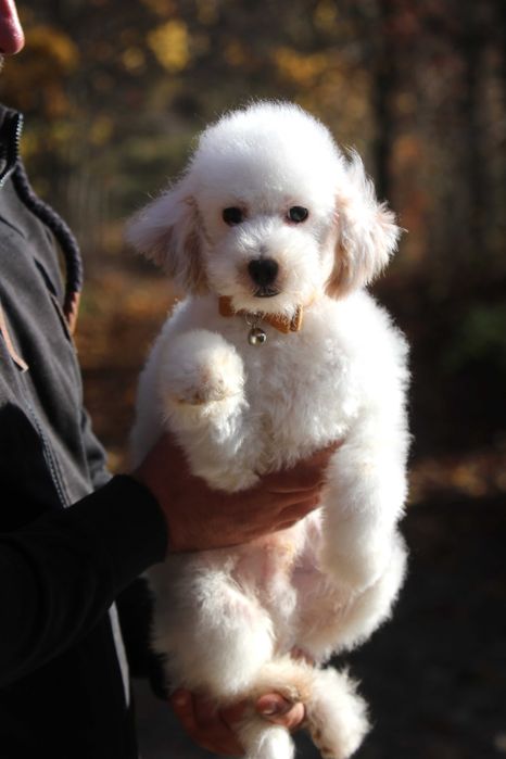 Maltipoo Biały Samiec chłopak Toy pudel