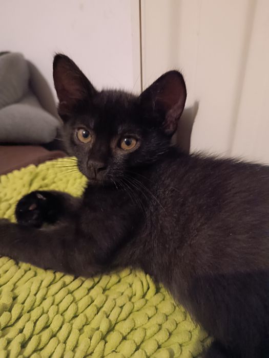 Kotki do adopcji