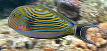 Akwarium morskie - Acanthurus lineatus
