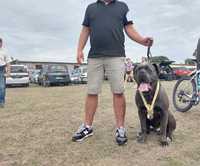 Cane corso reproduktor pies