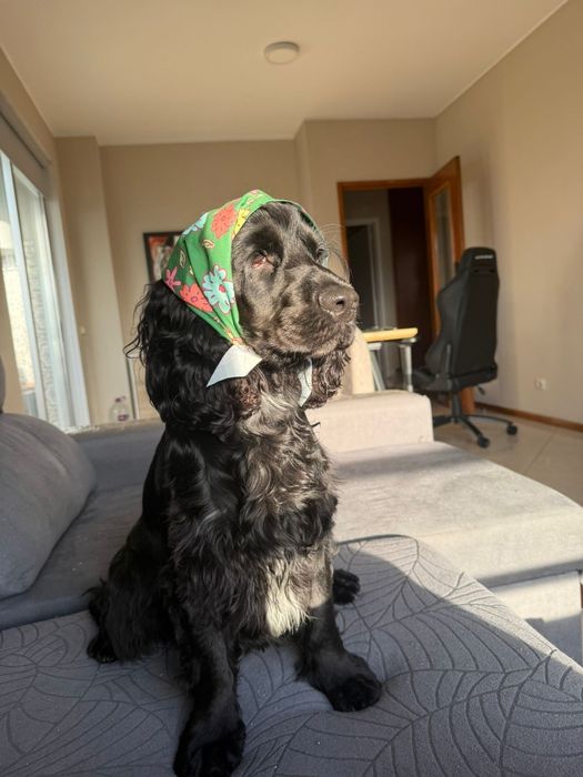 Cocker spaniel inglês para monta