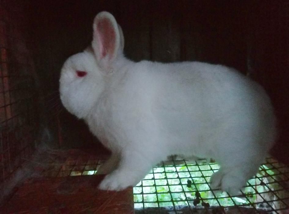 Продам молодняк НЗБ самці та самки Новозеландські білі з Європи