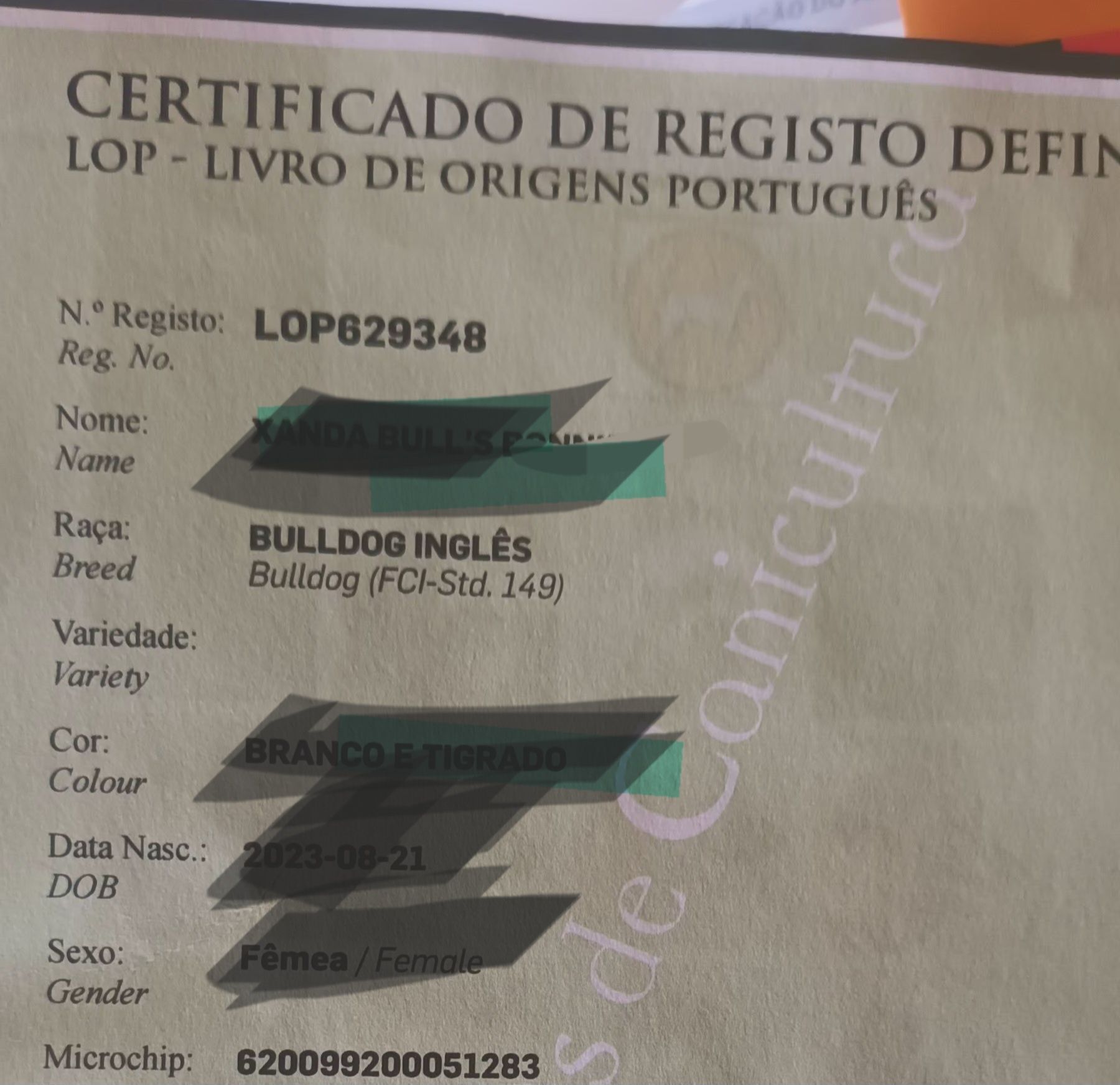 Bulldog inglês  c/ Lop