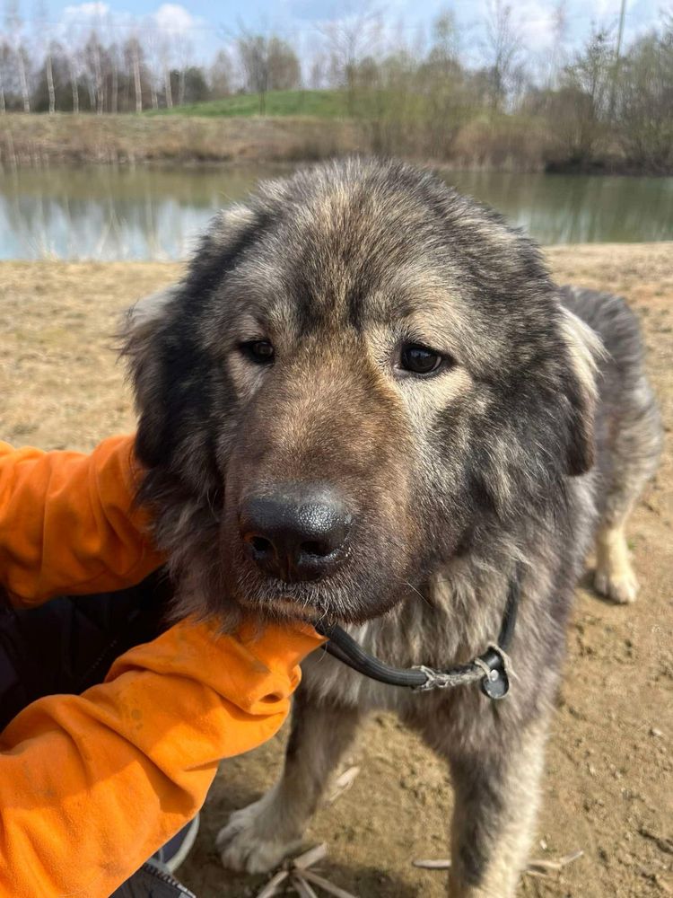 Mlody owczarek kaukaski do adopcjo!