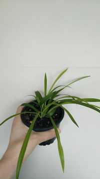 Planta clorófito