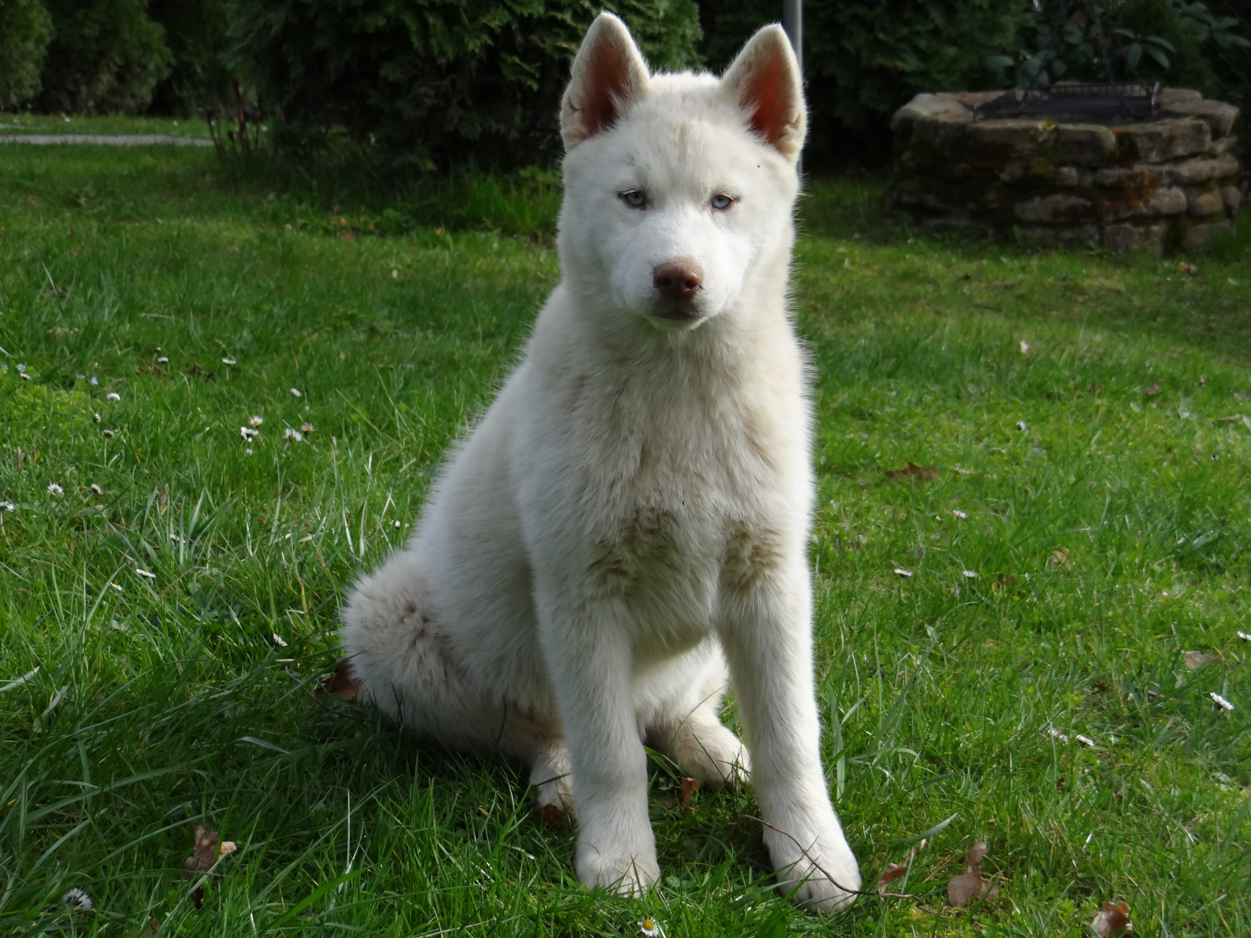 Siberian Husky - Szczeniak