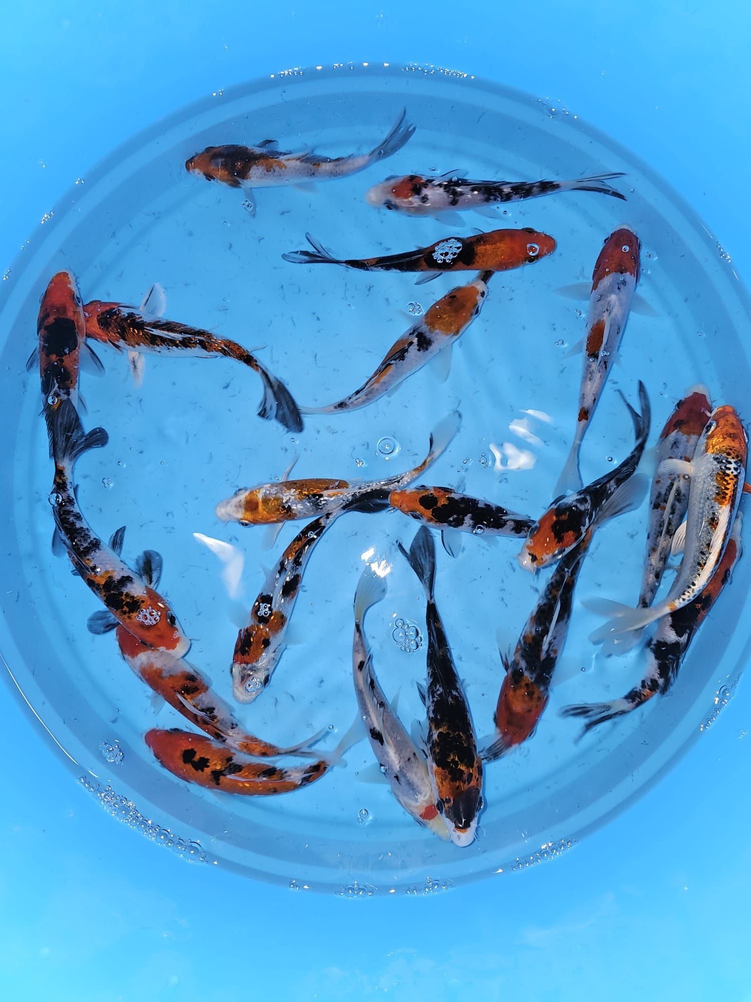 Carpas koi tricolores