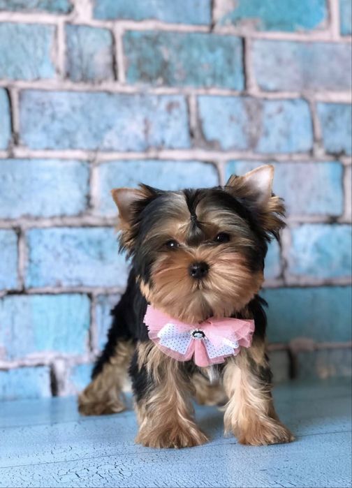 Девочка йоркширский терьер золото серебро КСУ