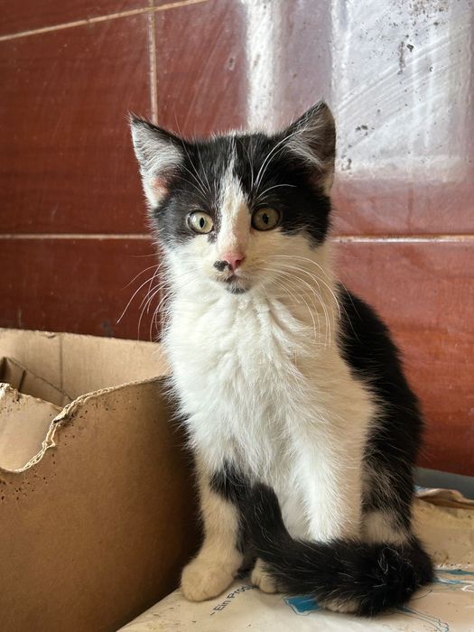 Oddam kotki w dobre ręce